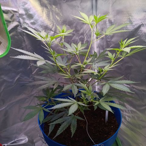 LSD--1st plant ever! growlog photo: Started in a small closet, march 23rd got 3x3 tent, 2x 5gallon w/drip tray and coco, hygrometer/thermometer, 4inch air filtration melonfarm, shears, peat pots. On 4/3 got 360 watt farmlite growlight, 5x 7gallon mesh pots. Closet used for starting seeds. Got 4x4 tent (vivosun!!) on 4/13 for flowering and  turned 3x3 into veg tent. Yay! More space for more bud! Ordered new light for veg tent, supposed to be here 4/17. 