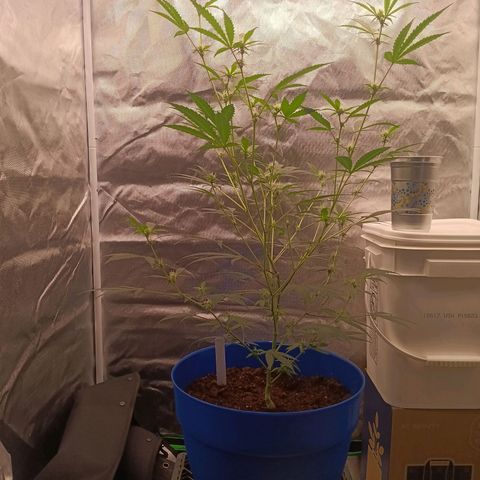 LSD--1st plant ever! growlog photo: Started in a small closet, march 23rd got 3x3 tent, 2x 5gallon w/drip tray and coco, hygrometer/thermometer, 4inch air filtration melonfarm, shears, peat pots. On 4/3 got 360 watt farmlite growlight, 5x 7gallon mesh pots. Closet used for starting seeds. Got 4x4 tent (vivosun!!) on 4/13 for flowering and  turned 3x3 into veg tent. Yay! More space for more bud! Ordered new light for veg tent, supposed to be here 4/17. 