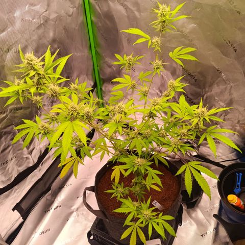 LSD--1st plant ever! growlog timeline photo