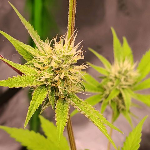 LSD--1st plant ever! growlog timeline photo