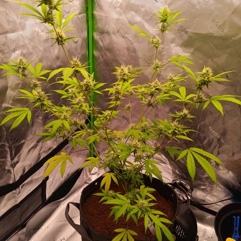 LSD--1st plant ever! growlog timeline photo