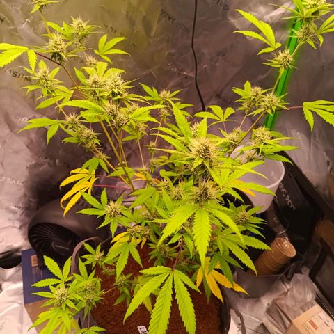 LSD--1st plant ever! growlog timeline photo