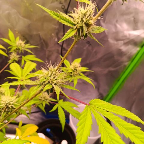 LSD--1st plant ever! growlog timeline photo