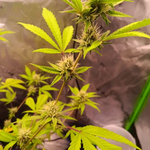 LSD--1st plant ever! growlog timeline photo