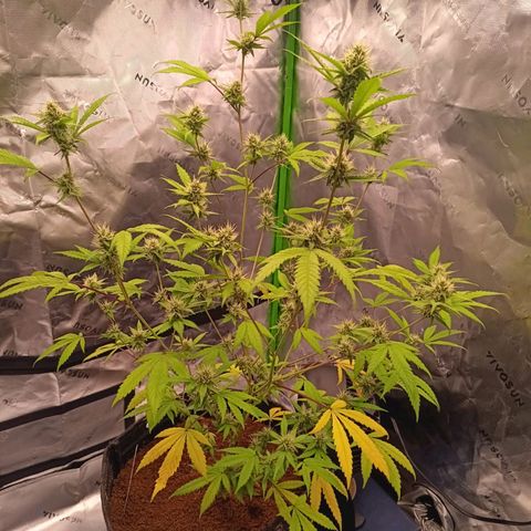 LSD--1st plant ever! growlog timeline photo