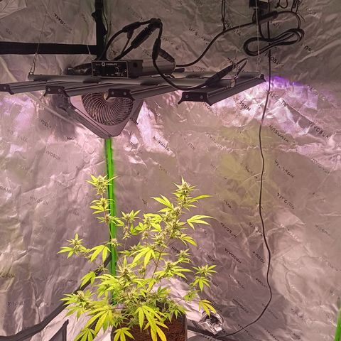 LSD--1st plant ever! growlog photo: New light installed, of course turned down light to just under half to take diode Pic. 