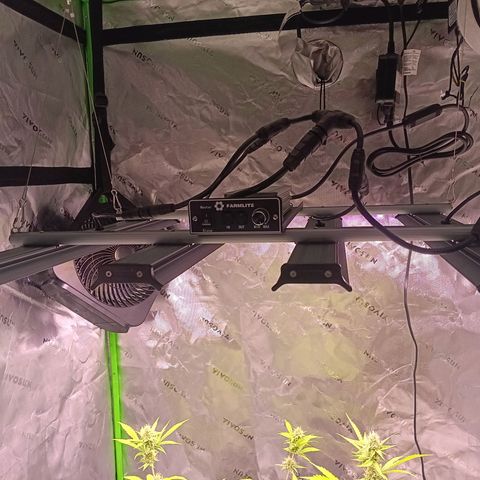 LSD--1st plant ever! growlog photo: New light installed, of course turned down light to just under half to take diode Pic. 