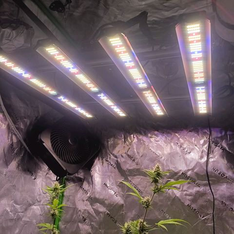 LSD--1st plant ever! growlog photo: New light installed, of course turned down light to just under half to take diode Pic. 