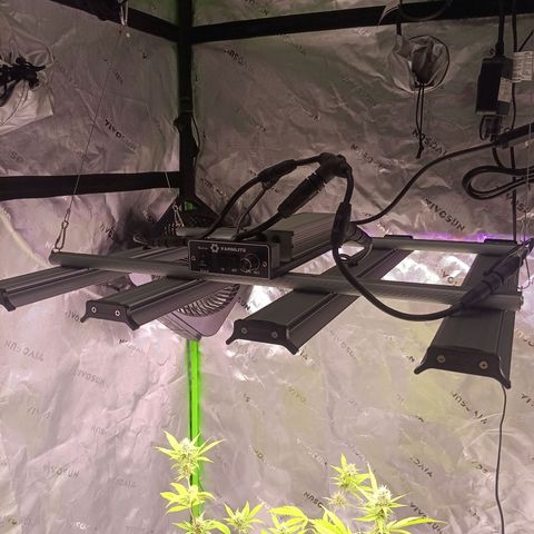 LSD--1st plant ever! growlog photo: New light installed, of course turned down light to just under half to take diode Pic. 