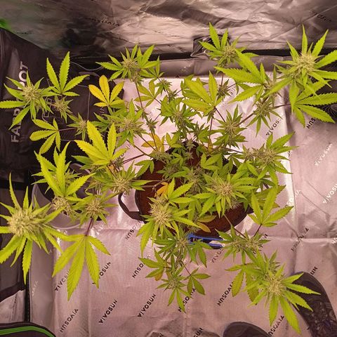 LSD--1st plant ever! growlog timeline photo