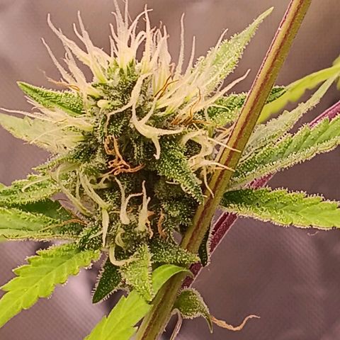 LSD--1st plant ever! growlog timeline photo