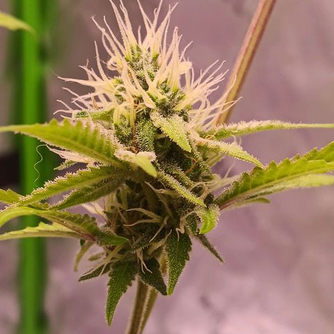 LSD--1st plant ever! growlog timeline photo
