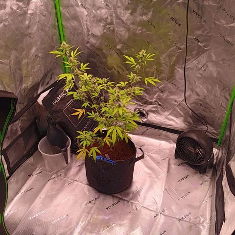 LSD--1st plant ever! growlog timeline photo