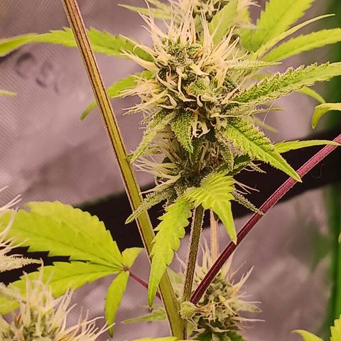 LSD--1st plant ever! growlog timeline photo