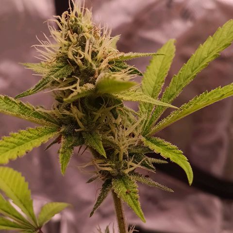 LSD--1st plant ever! growlog timeline photo
