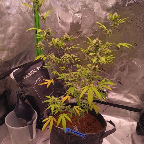 LSD--1st plant ever! growlog timeline photo