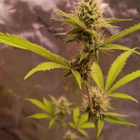 LSD--1st plant ever! growlog timeline photo