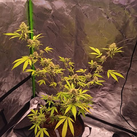 LSD--1st plant ever! growlog timeline photo