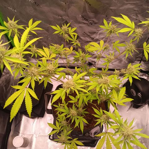 LSD--1st plant ever! growlog timeline photo