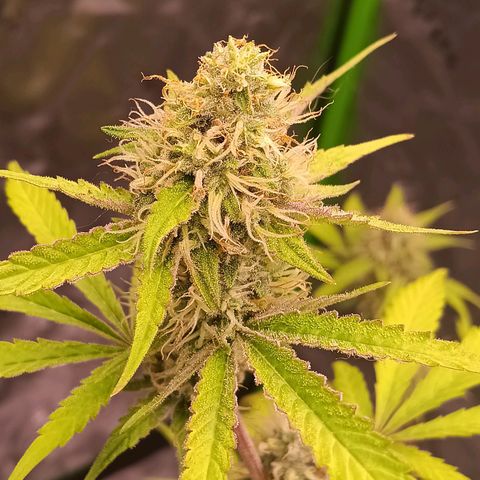 LSD--1st plant ever! growlog timeline photo