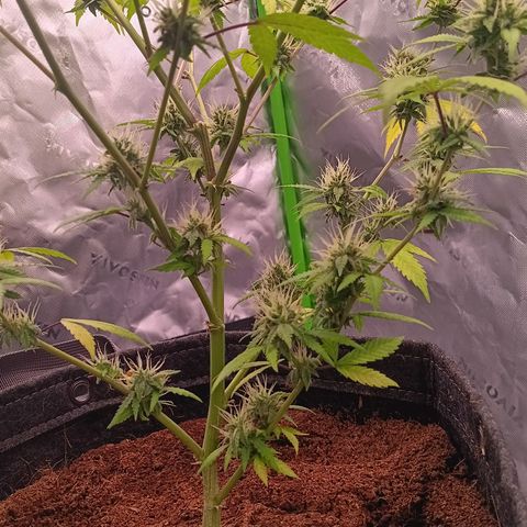 LSD--1st plant ever! growlog timeline photo