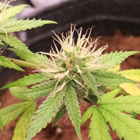 LSD--1st plant ever! growlog timeline photo
