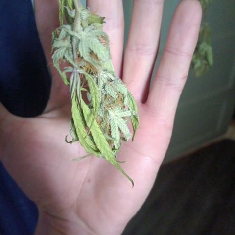 LSD--1st plant ever! growlog timeline photo