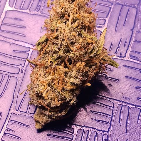 LSD--1st plant ever! growlog timeline photo