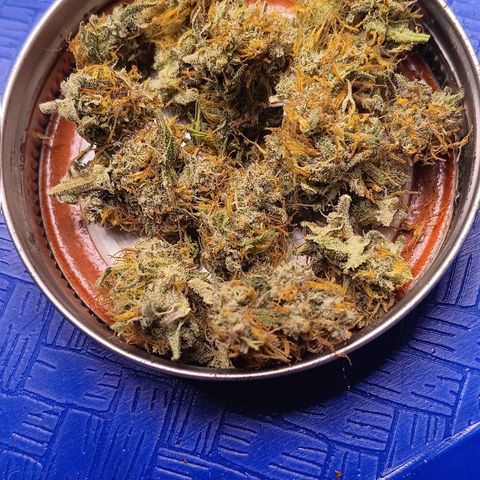 LSD--1st plant ever! growlog timeline photo