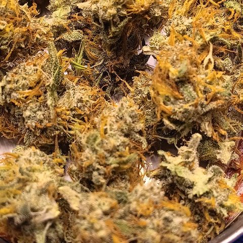 LSD--1st plant ever! growlog timeline photo
