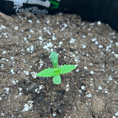 Banana Purple Punch Auto growlog timeline photo