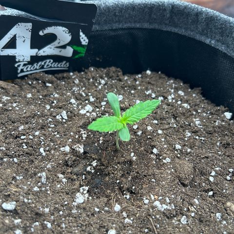 Banana Purple Punch Auto growlog timeline photo