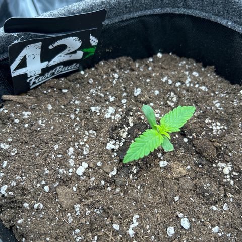 Banana Purple Punch Auto growlog timeline photo