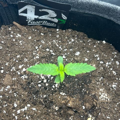 Banana Purple Punch Auto growlog timeline photo