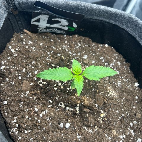 Banana Purple Punch Auto growlog timeline photo