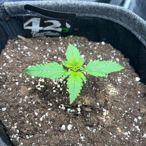 Banana Purple Punch Auto growlog timeline photo