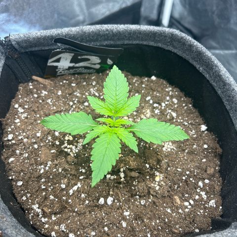 Banana Purple Punch Auto growlog timeline photo
