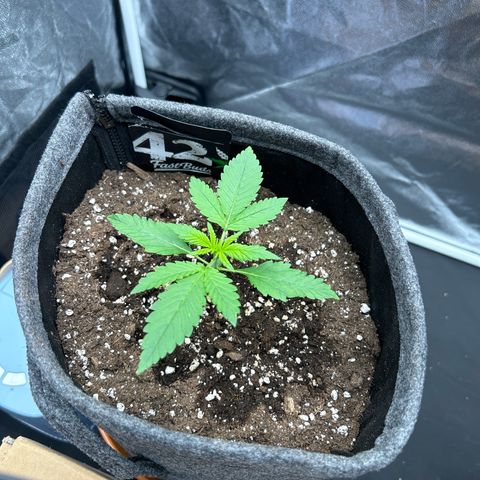 Banana Purple Punch Auto growlog timeline photo