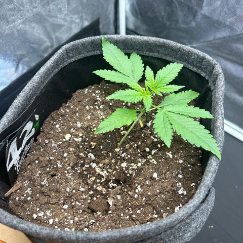 Banana Purple Punch Auto growlog timeline photo