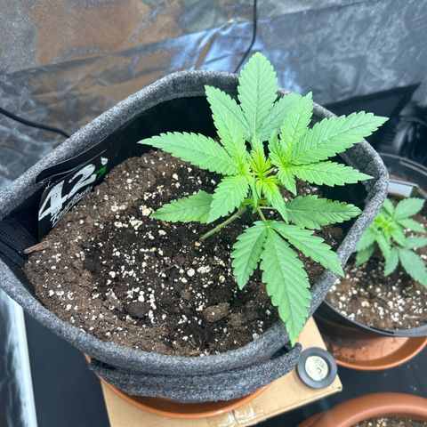 Banana Purple Punch Auto growlog timeline photo