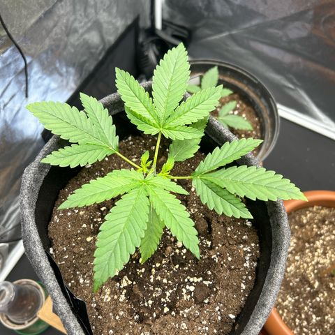 Banana Purple Punch Auto growlog photo: Topping