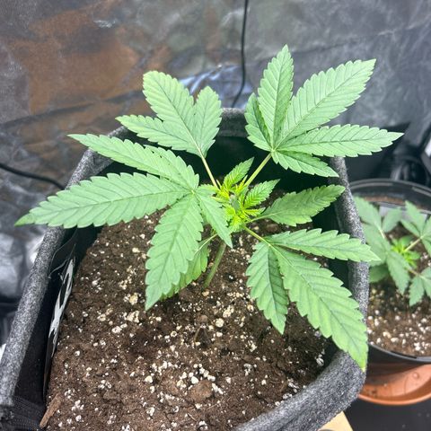 Banana Purple Punch Auto growlog timeline photo