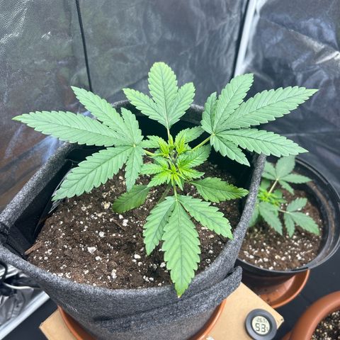 Banana Purple Punch Auto growlog timeline photo