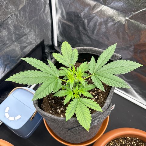 Banana Purple Punch Auto growlog timeline photo