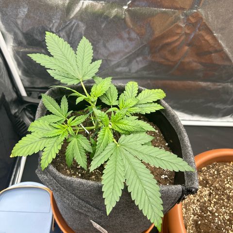 Banana Purple Punch Auto growlog timeline photo