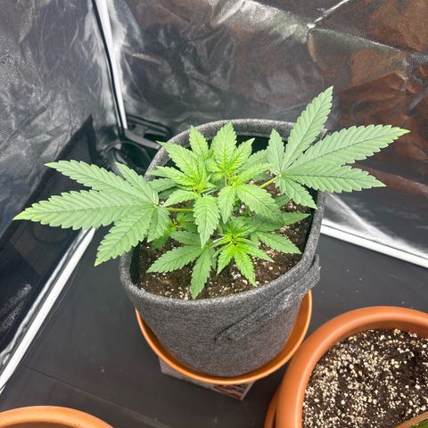 Banana Purple Punch Auto growlog timeline photo