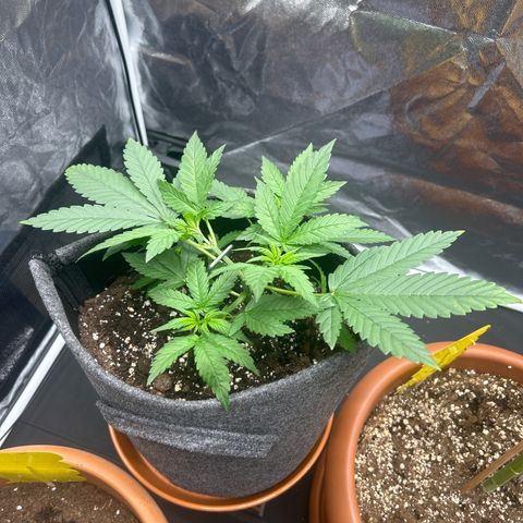 Banana Purple Punch Auto growlog timeline photo