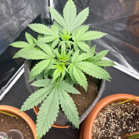 Banana Purple Punch Auto growlog timeline photo