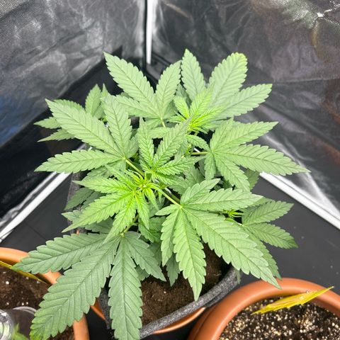 Banana Purple Punch Auto growlog timeline photo
