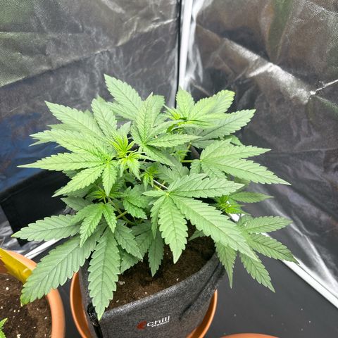 Banana Purple Punch Auto growlog timeline photo